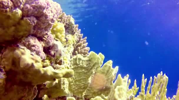 埃及红海蓝水背景下珊瑚礁的水下景观 有许多不同种类的热带鱼类 — 图库视频影像