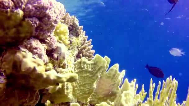 埃及红海蓝水背景下珊瑚礁的水下景观 有许多不同种类的热带鱼类 — 图库视频影像