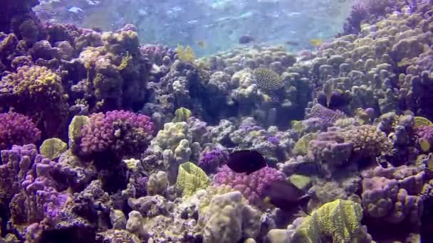 Underwater Landscape Coral Reef Many Tropical Fish Different Species Backdrop — Stock Video