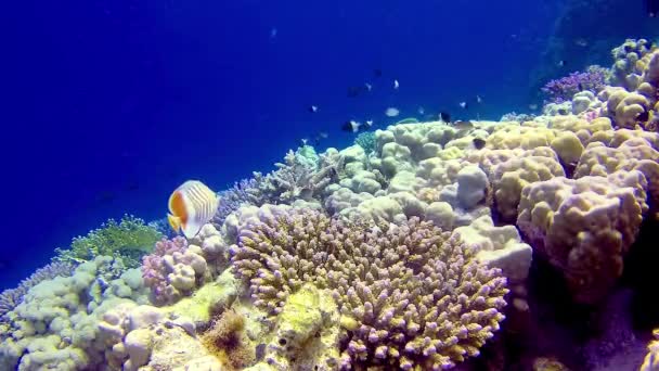 Paysage Sous Marin Récif Corallien Avec Nombreux Poissons Tropicaux Différentes — Video