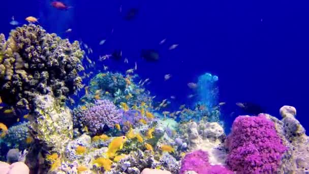 Onderwaterlandschap Van Een Koraalrif Met Veel Tropische Vissen Van Verschillende — Stockvideo