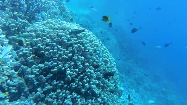Подводный Пейзаж Коралловый Риф Многими Тропическими Рыбами Разных Видов Фоне — стоковое видео