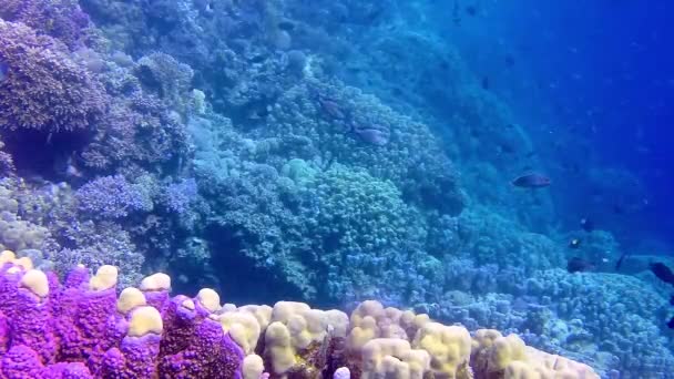エジプトの青い水を背景に異なる種の多くの熱帯魚とサンゴ礁の水中風景 — ストック動画