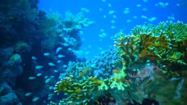 Kızıldeniz 'deki mavi suyun arka planına karşı birçok farklı türde tropikal balığın bulunduğu mercan resifi.