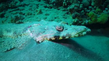 Altta yatan halı başlığı (Papilloculiceps longiceps), Abu Dabb, Mısır, Kızıldeniz Balığı