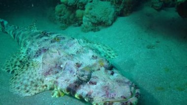 Altta yatan halı başlığı (Papilloculiceps longiceps), Abu Dabb, Mısır, Kızıldeniz Balığı