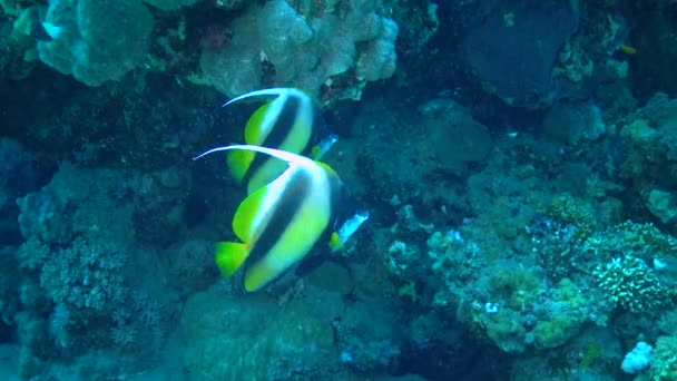 Bannerfish Ερυθράς Θάλασσας Heniochus Intermedius Ψάρια Κολυμπούν Πάνω Από Κοραλλιογενή — Αρχείο Βίντεο