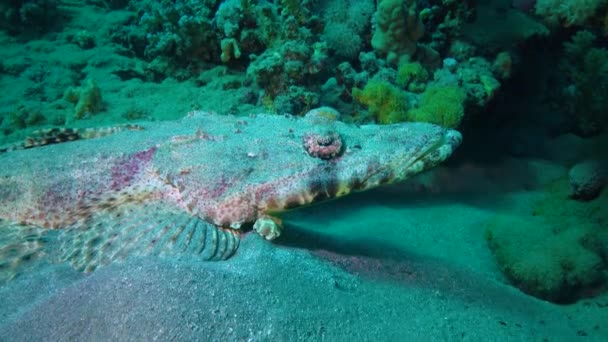 Лежа Дне Ковра Flathead Papilloculiceps Longiceps Абу Дабб Египет Рыба — стоковое видео