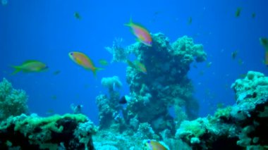 Tehlikeli zehirli balıklar (Pterois volitans), Kızıl Deniz 'de, Mısır' da yaygın olarak avlanan aslan balıkları.