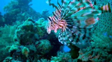 Tehlikeli zehirli balıklar (Pterois volitans), Kızıl Deniz 'de, Mısır' da yaygın olarak avlanan aslan balıkları.