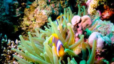 Palyaço balığı, Anemonefish (Amphiprion ocellaris) anemonların dokunaçları arasında yüzer, balık ve anemonların ortak yaşamı, Kızıl Deniz