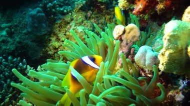 Palyaço balığı, Anemonefish (Amphiprion ocellaris) anemonların dokunaçları arasında yüzer, balık ve anemonların ortak yaşamı, Kızıl Deniz