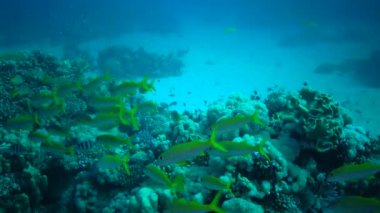 Sarı yüzgeçli keçi balığı (Mulloides vanicolensis), mercan resifi yakınlarında beslenen balık sürüsü, Kızıldeniz