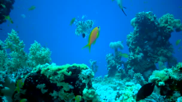 Tehlikeli Zehirli Balıklar Pterois Volitans Kızıl Deniz Mısır Yaygın Olarak — Stok video