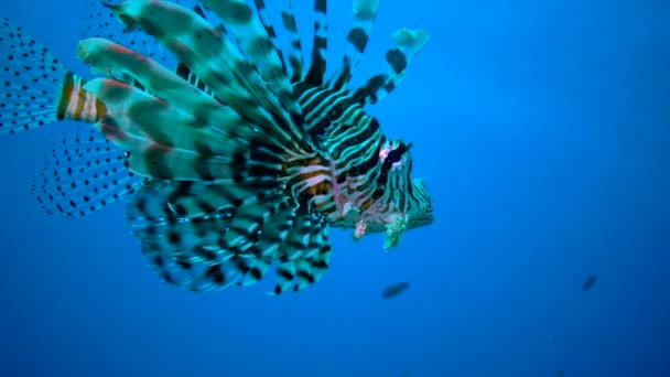 Небезпечна Отруйна Риба Pterois Volitans Полює Рифи Коралів Червоному Морі — стокове відео