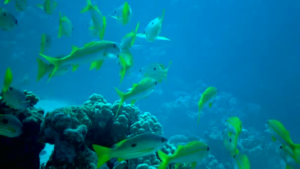Yellowfin Goatfish Mulloides Vanicolensis Flock Fish Feeding Coral Reef Red — Stock Video