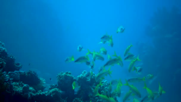 Yellowfin Goatfish Mulloides Vanicolensis Sekawanan Ikan Yang Makan Dekat Terumbu — Stok Video