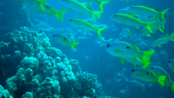 Yellowfin Goatfish Mulloides Vanicolensis Flock Fish Feeding Coral Reef Red — Stock Video