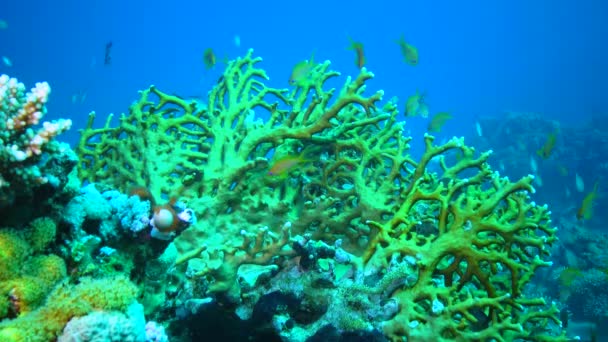 珊瑚鱼躲藏在红海珊瑚礁上的米莱波拉水母的树枝中 — 图库视频影像