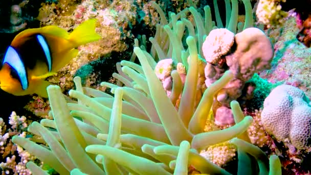 Clownfische Anemonenfische Amphiprion Ocellaris Schwimmen Zwischen Den Tentakeln Von Anemonen — Stockvideo