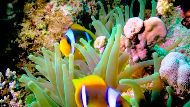 Poisson Clown Anémone Amphiprion Ocellaris Nage Parmi Les Tentacules Des — Video