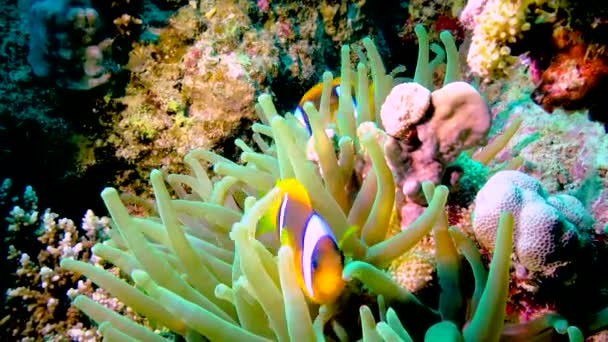 Klaun Ryby Anemonefish Amphiprion Ocellaris Plavat Mezi Chapadly Sasanky Symbióza — Stock video