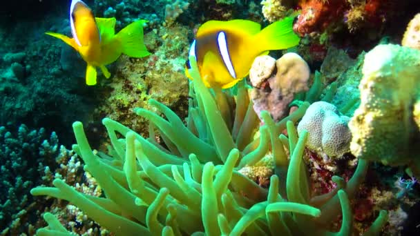 Klaun Ryby Anemonefish Amphiprion Ocellaris Plavat Mezi Chapadly Sasanky Symbióza — Stock video