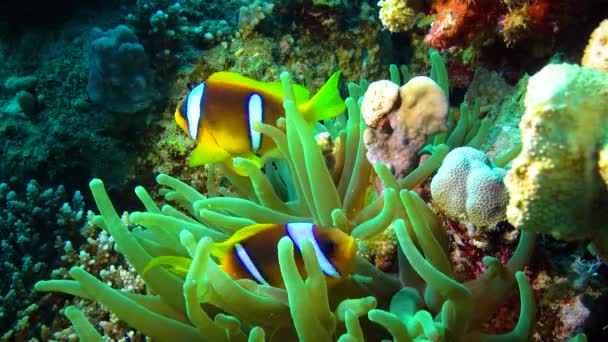 Bohóc Hal Anemonhalka Amphiprion Ocellaris Úsznak Csápok Között Anemonok Szimbiózis — Stock videók