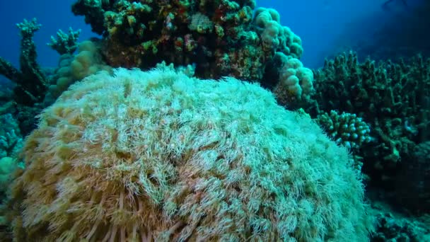 Los Tentáculos Ola Coral Arroyo Agua Arrecife Coral Mar Rojo — Vídeo de stock