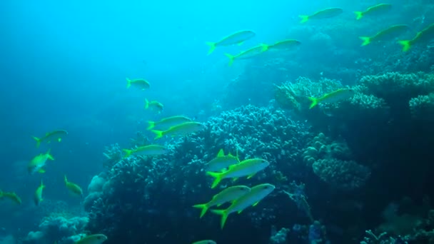 Sarı Yüzgeçli Keçi Balığı Mulloides Vanicolensis Mercan Resifi Yakınlarında Beslenen — Stok video
