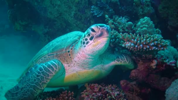 Tartaruga Marinha Verde Chelonia Mydas Relaxando Recife Coral Mar Vermelho — Vídeo de Stock