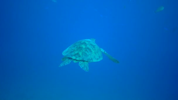Groene Zeeschildpad Chelonia Mydas Drijft Naar Oppervlakte Van Het Water — Stockvideo