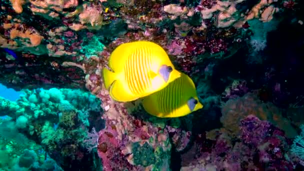 Kızıl Deniz Balığı Mercan Resifinde Toplanmış Kelebek Balığı Chaetodon Semilarvatus — Stok video