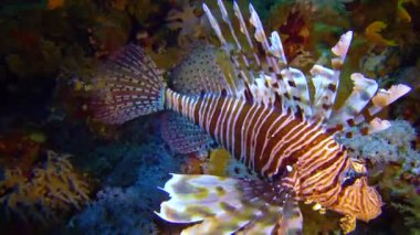 Tehlikeli zehirli balık yaygın aslan balığı (Pterois volitans), Mısır 'ın Kızıldeniz bölgesindeki bir mercan resifinde avlanır.