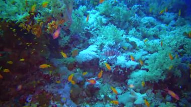 Tehlikeli zehirli balık yaygın aslan balığı (Pterois volitans), Mısır 'ın Kızıldeniz bölgesindeki bir mercan resifinde avlanır.