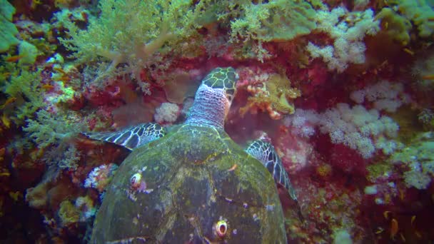 Groene Zeeschildpad Chelonia Mydas Die Zeesponzen Eet Een Koraalrif Rode — Stockvideo