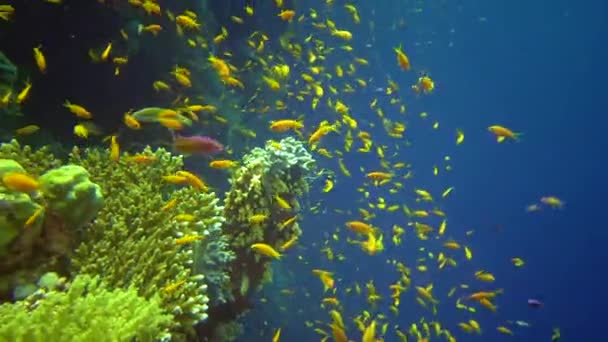 紅海の青い水を背景に様々な種類の熱帯魚が生息するオーラルリーフ — ストック動画