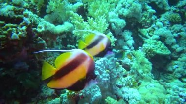 Kızıl Deniz Sancak Balığı (Heniochus intermedius), bir mercan resifinin üzerinde yüzer. Kızıl Deniz Balığı. 