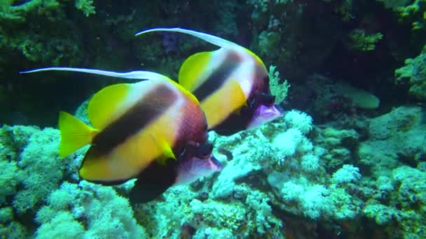 Bannerfish Del Mar Rosso Heniochus Intermedius Pesci Nuotare Una Barriera — Video Stock