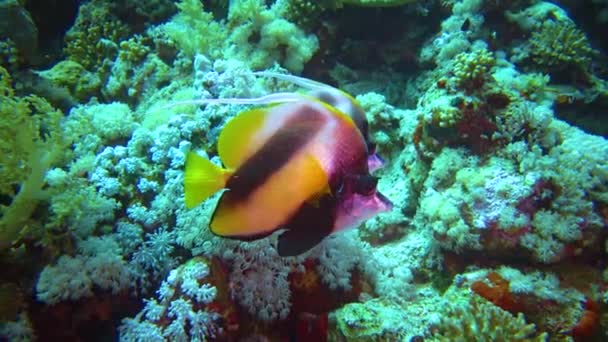 Bannerfish Del Mar Rosso Heniochus Intermedius Pesci Nuotare Una Barriera — Video Stock