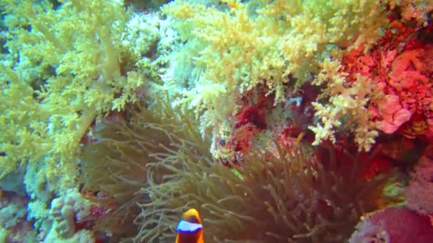 Peștele Clovn Anemonefish Amfiprion Ocellaris Înoată Printre Tentaculele Anemone Simbioza — Videoclip de stoc