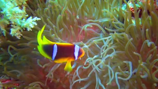 Peștele Clovn Anemonefish Amfiprion Ocellaris Înoată Printre Tentaculele Anemone Simbioza — Videoclip de stoc