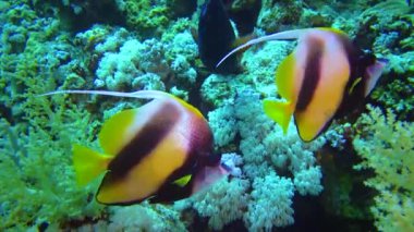 Kızıl Deniz Sancak Balığı (Heniochus intermedius), bir mercan resifinin üzerinde yüzer. Kızıl Deniz Balığı. 