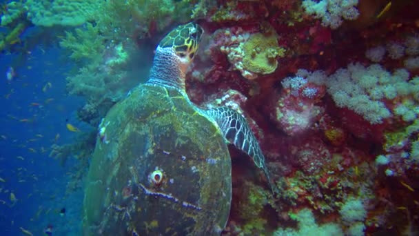 Tartaruga Marinha Verde Chelonia Mydas Comendo Esponjas Marinhas Recife Coral — Vídeo de Stock