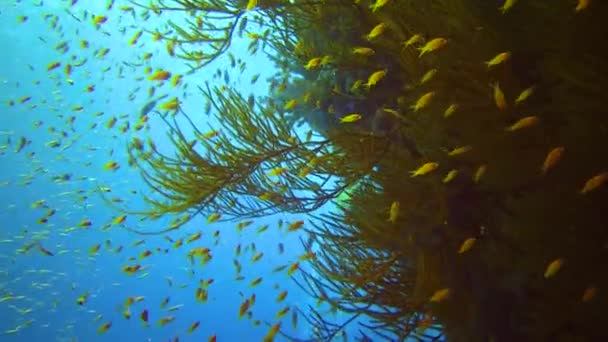 Подводный Пейзаж Кораллового Рифа Многими Тропическими Рыбами Разных Видов Фоне — стоковое видео