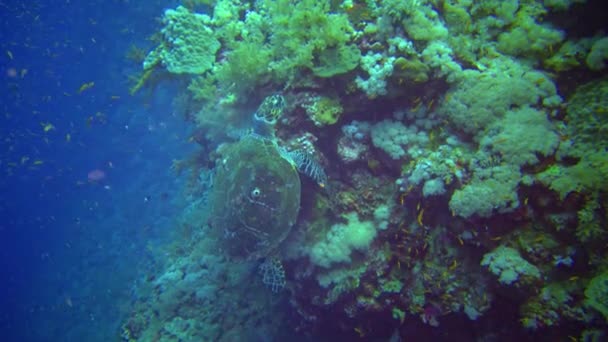 Groene Zeeschildpad Chelonia Mydas Die Zeesponzen Eet Een Koraalrif Rode — Stockvideo