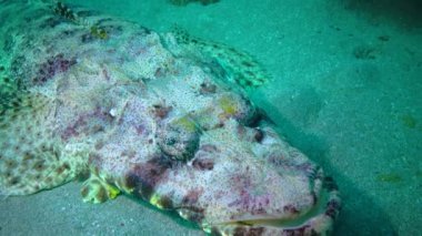 Altta yatan halı başlığı (Papilloculiceps longiceps), Abu Dabb, Mısır, Kızıldeniz Balığı