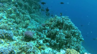 Bir mercan resifinin sualtı manzarası. Farklı türlerden pek çok tropikal balığın bulunduğu yer. Kızıl Deniz 'de, Mısır' da mavi suyun arka planına karşı.