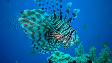 Tehlikeli zehirli balıklar (Pterois volitans), Kızıl Deniz 'de, Mısır' da yaygın olarak avlanan aslan balıkları.