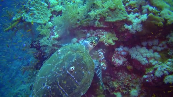 Tortuga Marina Verde Chelonia Mydas Comiendo Esponjas Marinas Arrecife Coral — Vídeos de Stock